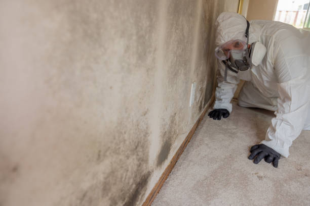 Trusted Catlin, IL Mold Inspection Experts